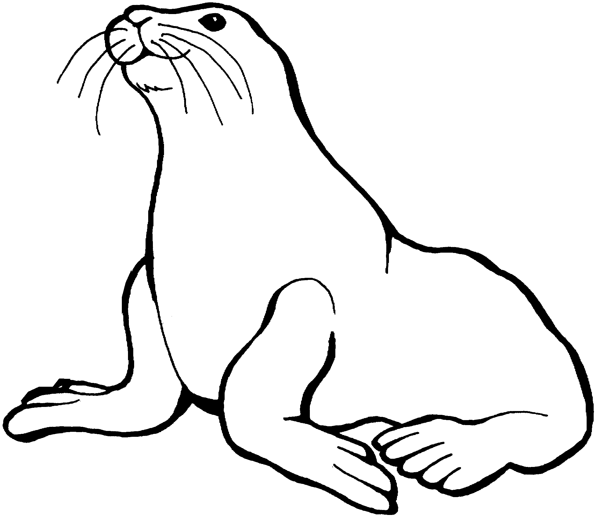 Sea Lion Drawing Pic