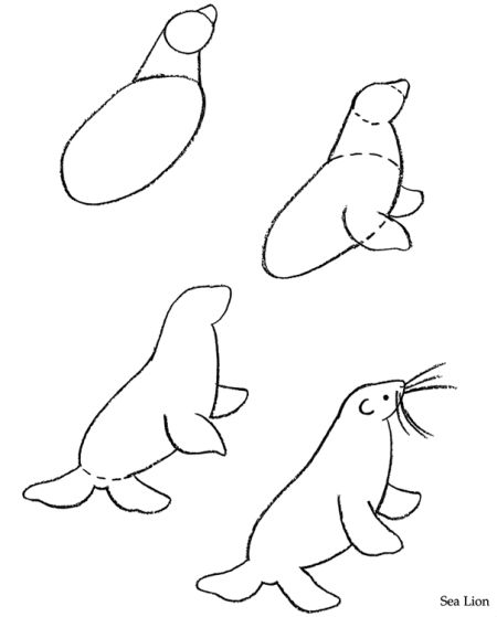 Sea Lion Drawing
