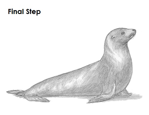 Sea Lion Image Drawing