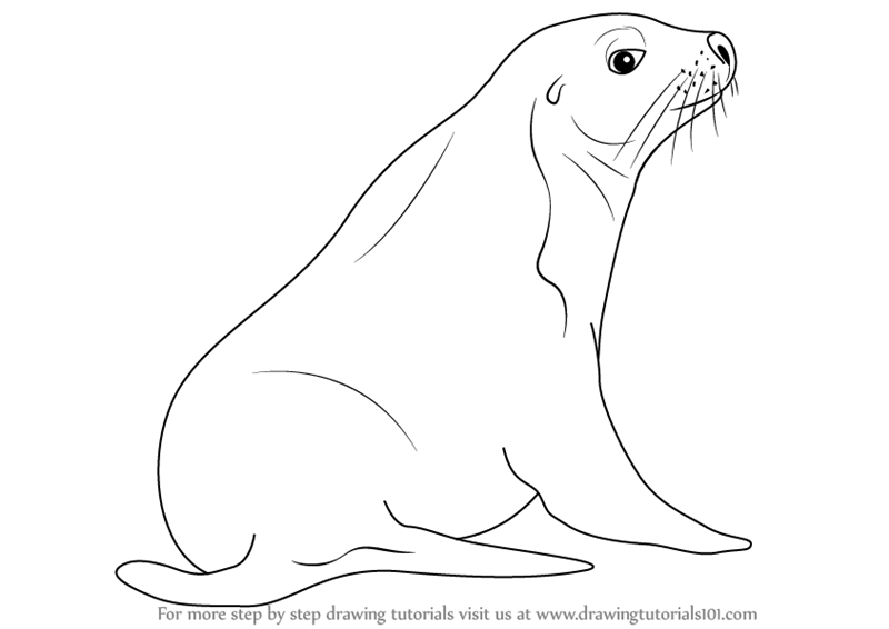 Sea Lion Pic Drawing