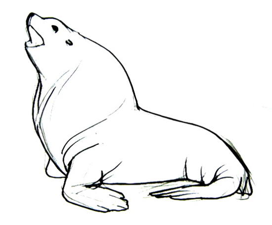 Sea Lion Picture Drawing