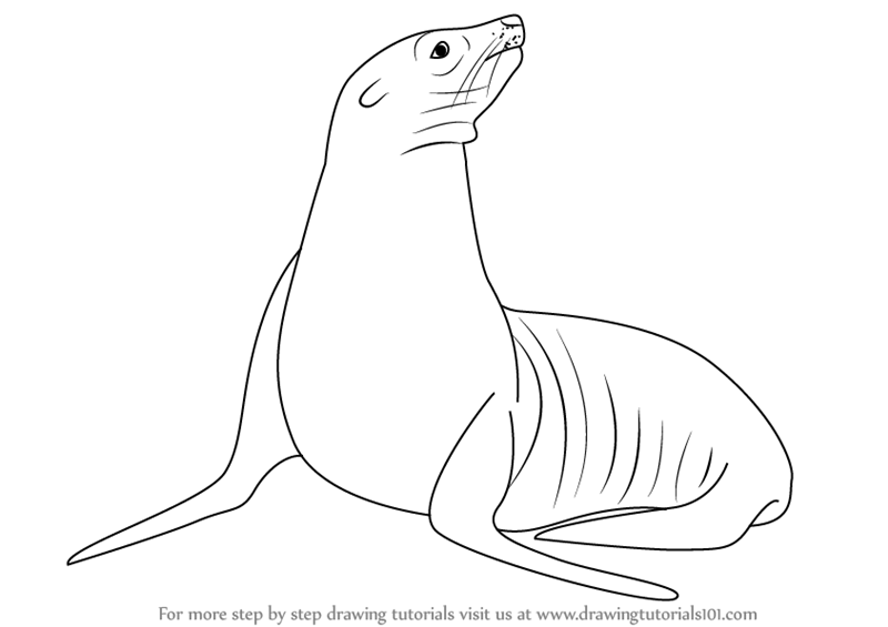 Sea Lion Sketch