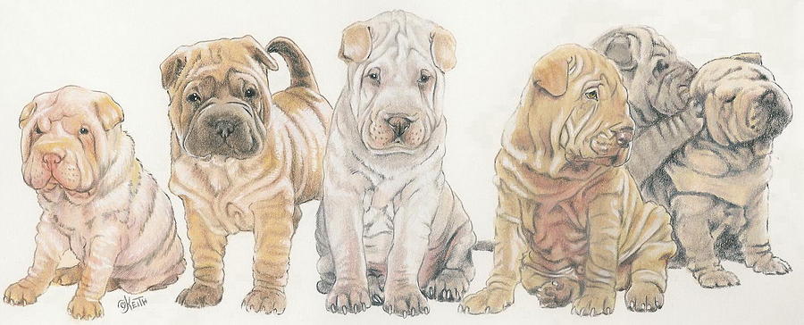 Shar Pei Beautiful Image Drawing