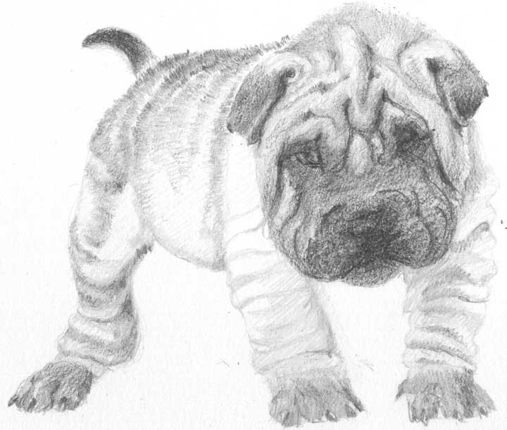 Shar Pei Drawing Pic