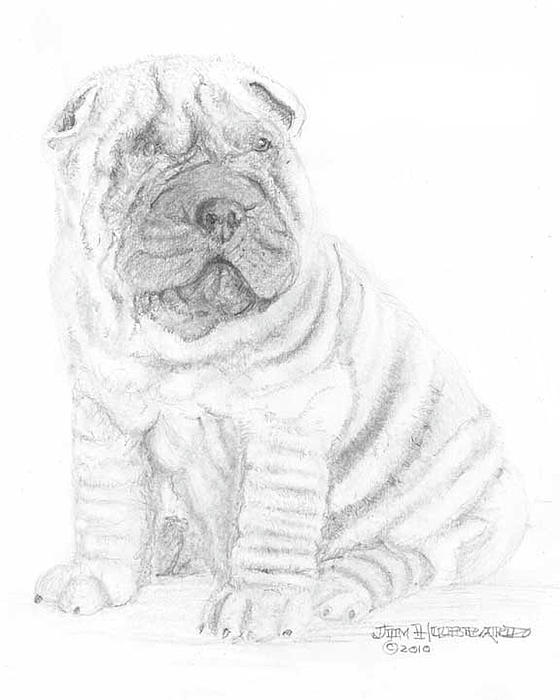 Shar Pei Photo Drawing