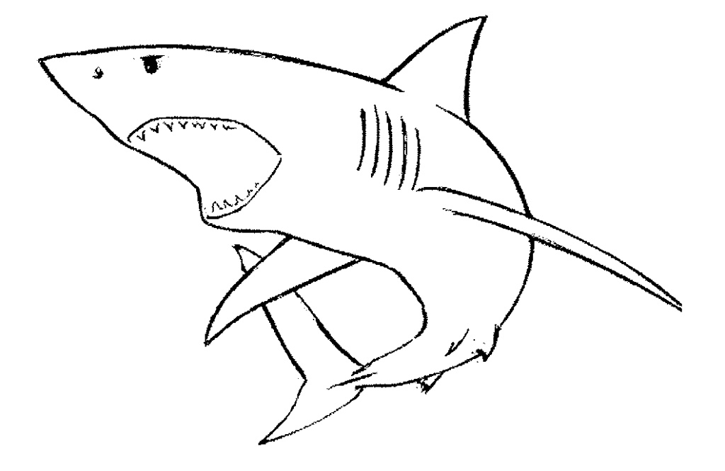 Shark Image Drawing
