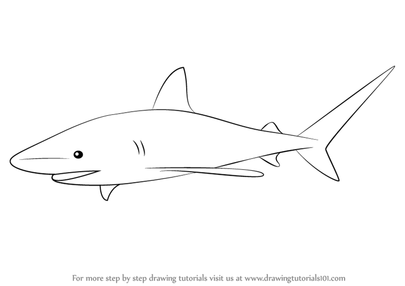 Shark Pic Drawing
