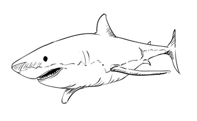 Shark Picture Drawing