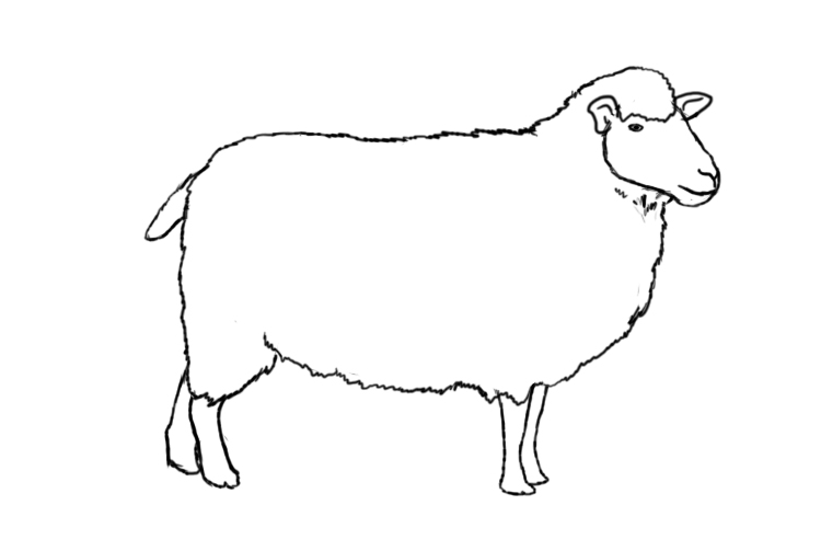 Sheep Sketch Style Vector & Photo (Free Trial) | Bigstock