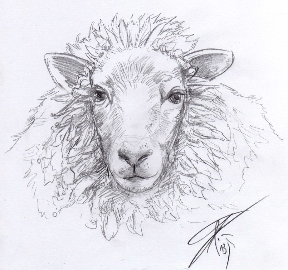 Sheep Best Art