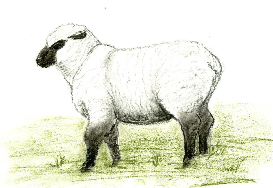 Sheep Drawing Art