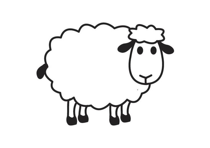 Sheep Drawing Pic