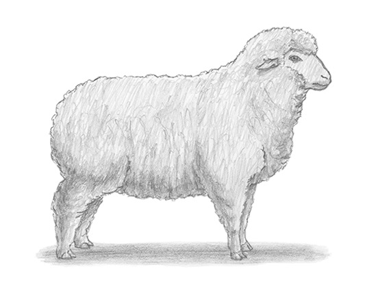 Sheep Realistic Drawing