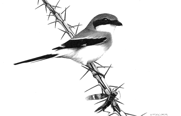 Shrike Beautiful Image Drawing