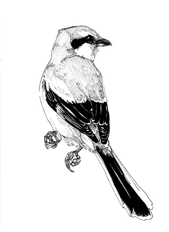 Shrike Photo Drawing