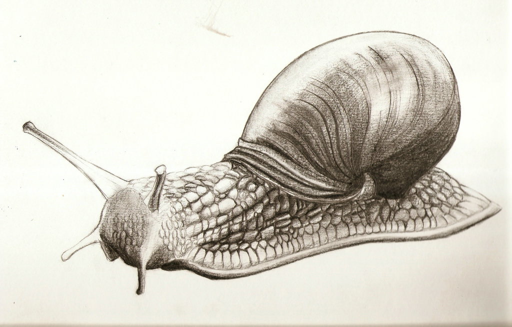 Snail Beautiful Image Drawing