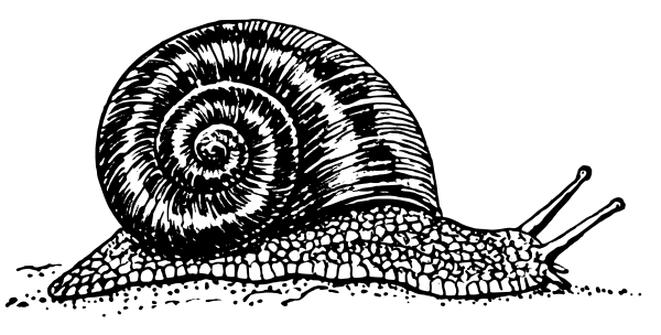 Snail Best Drawing