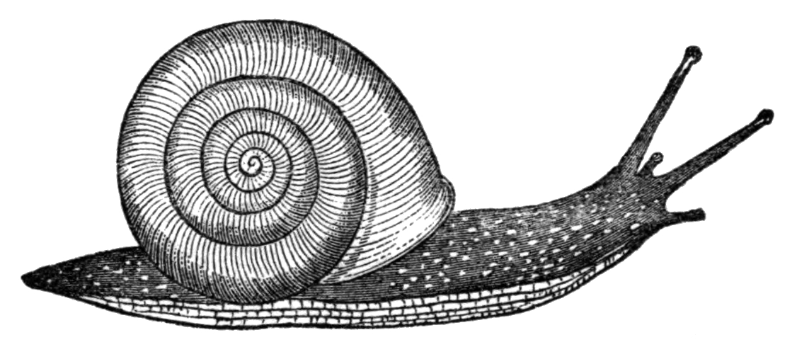 Snail Drawing