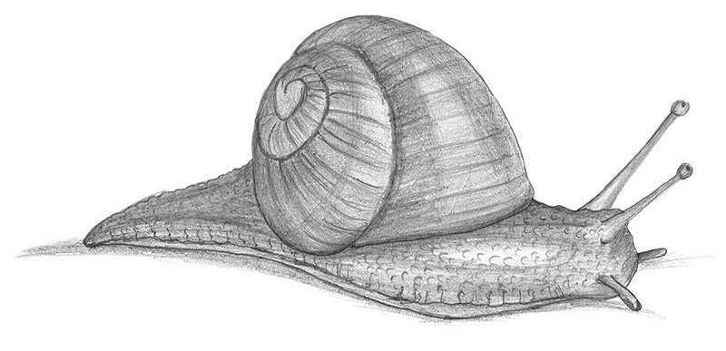 Snail High-Quality Drawing