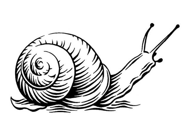 Snail Photo Drawing