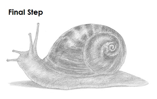 Snail Sketch
