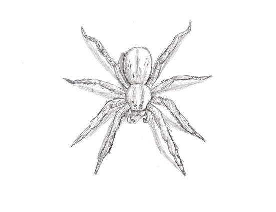 Spider Amazing Drawing