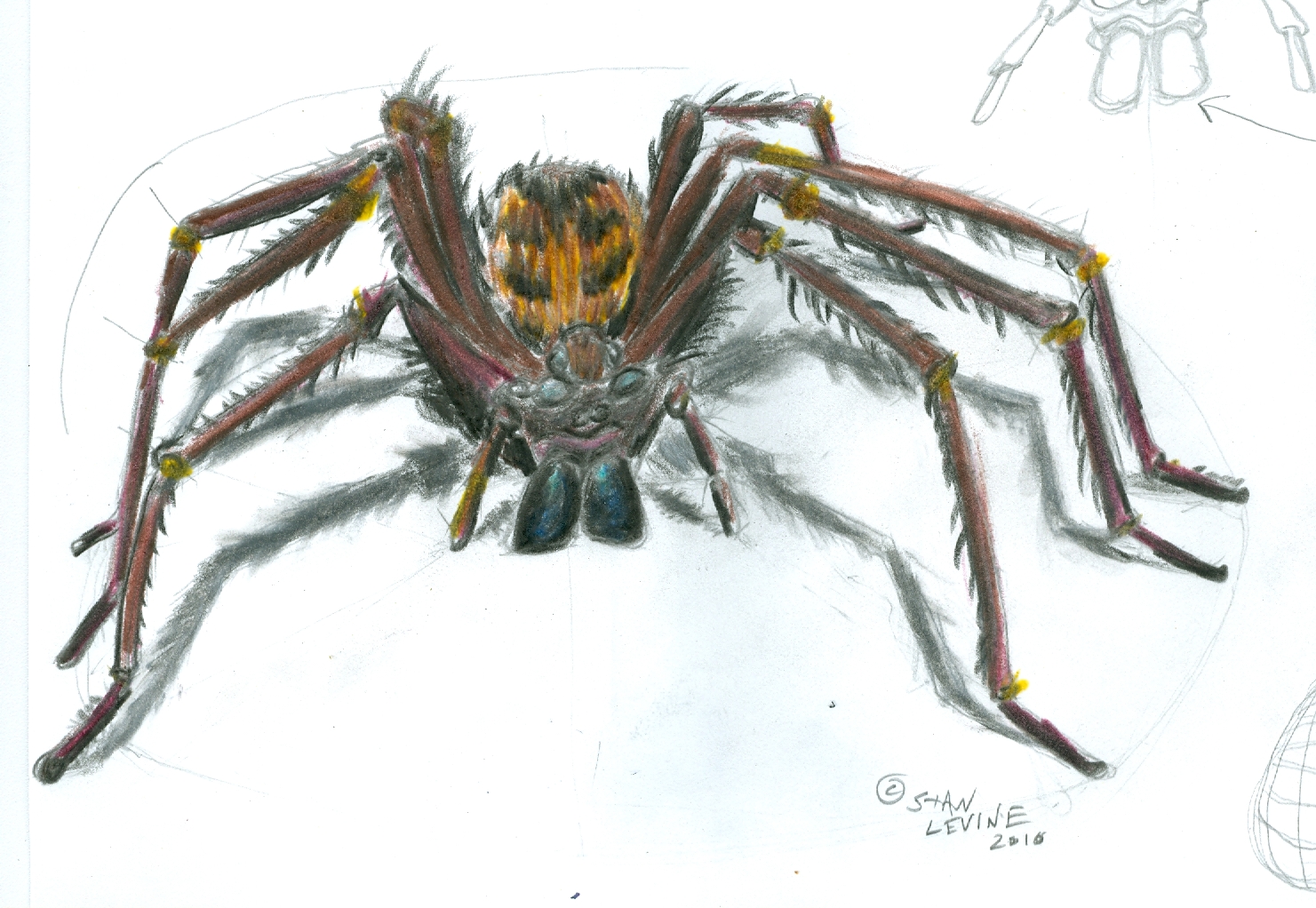 Spider Best Drawing