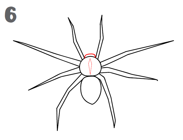 Spider High-Quality Drawing