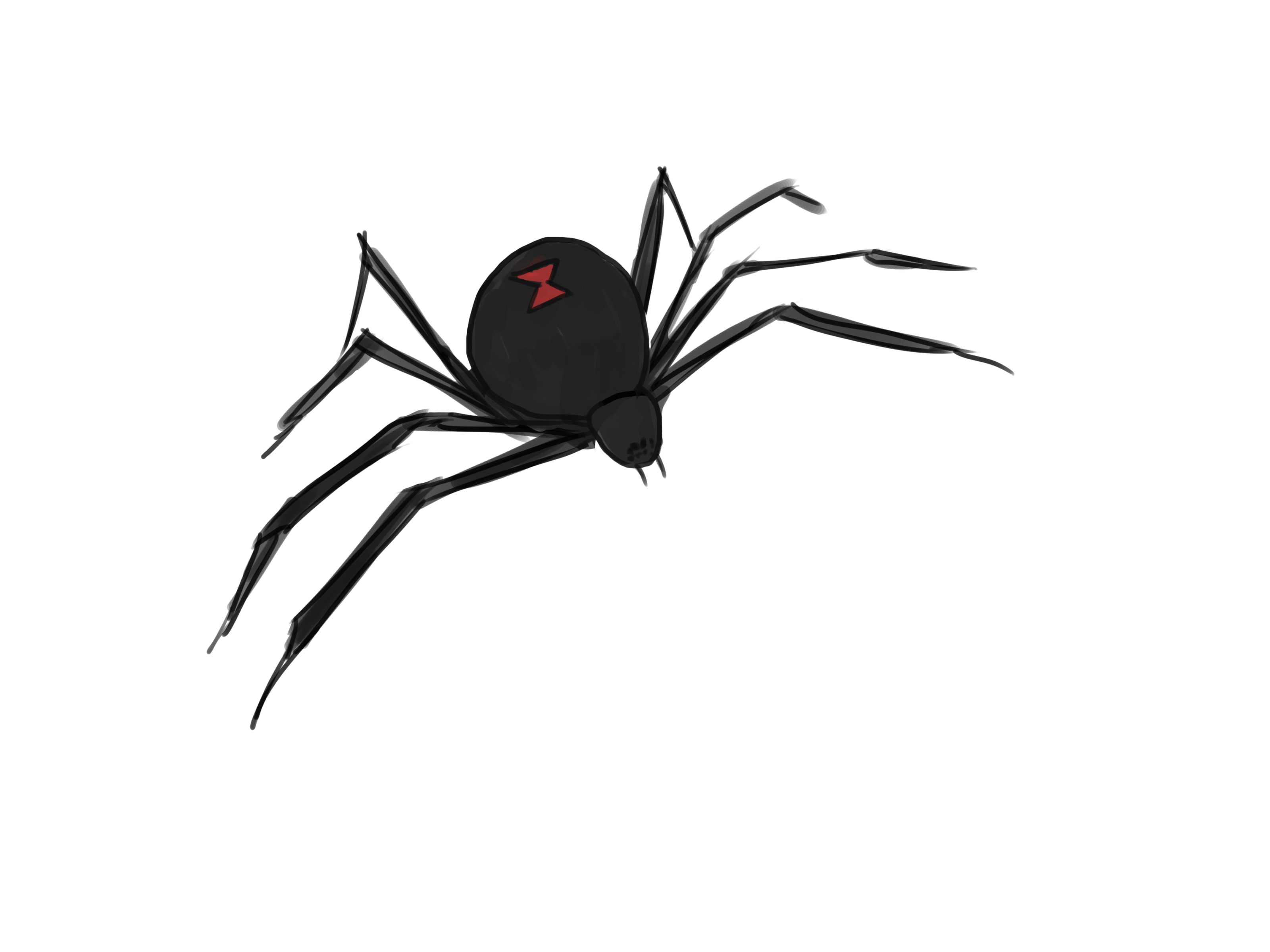 Spider Image Drawing