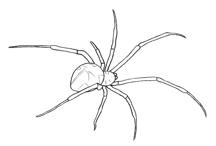 Spider Picture Drawing