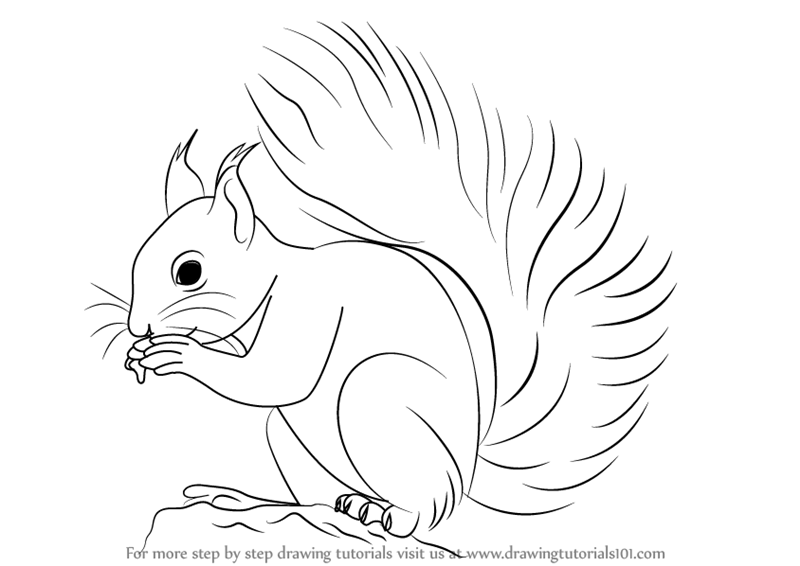 Squirrel Amazing Drawing