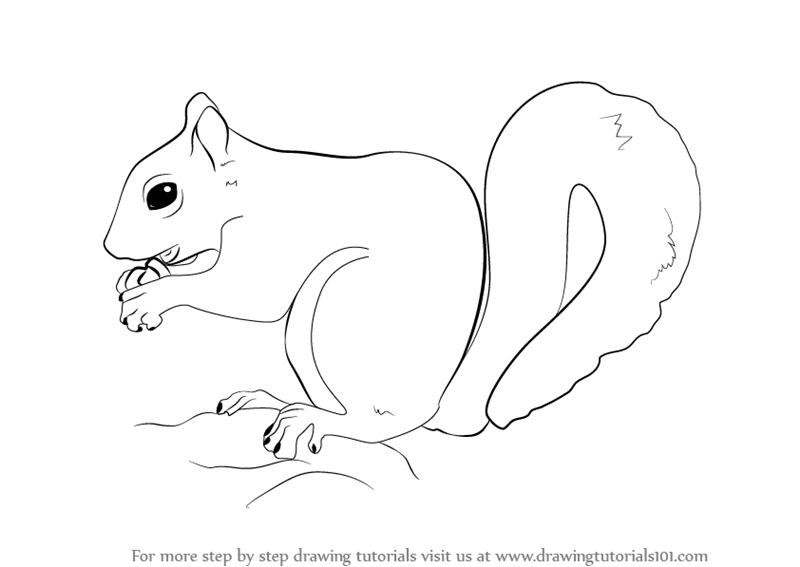 Squirrel Best Drawing