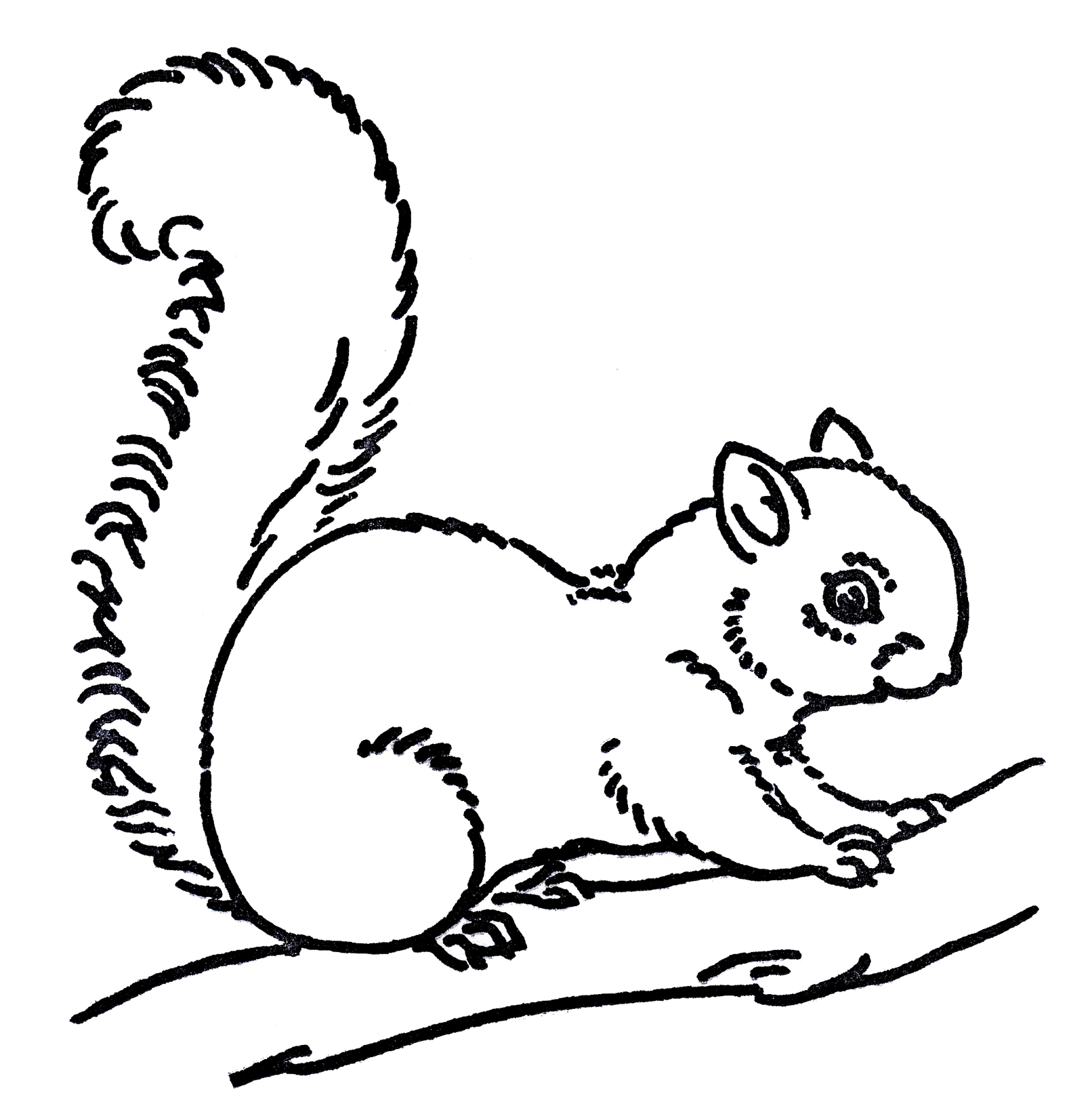 Squirrel High-Quality Drawing