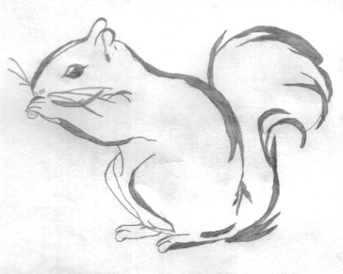 Squirrel Image Drawing