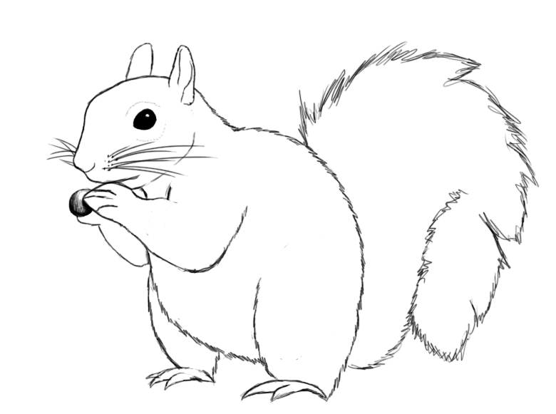 Squirrel Pic Drawing