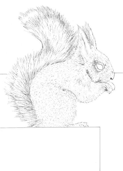 Squirrel Picture Drawing