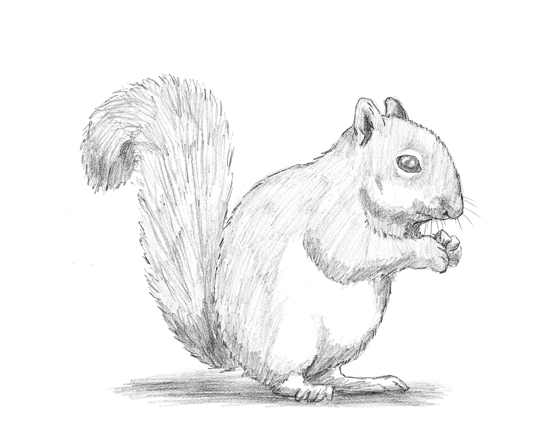 Squirrel Realistic Drawing