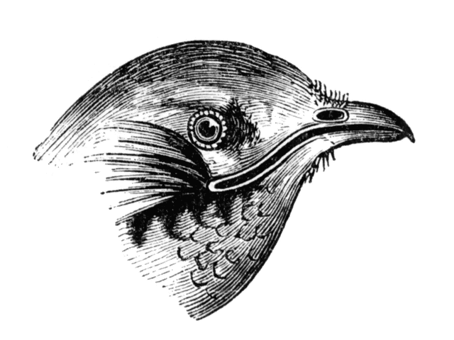 Swift Bird Amazing Drawing