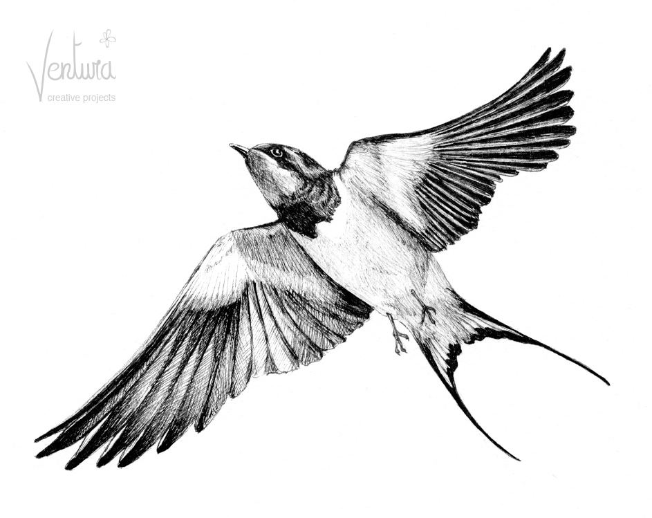 Swift Bird Beautiful Image Drawing