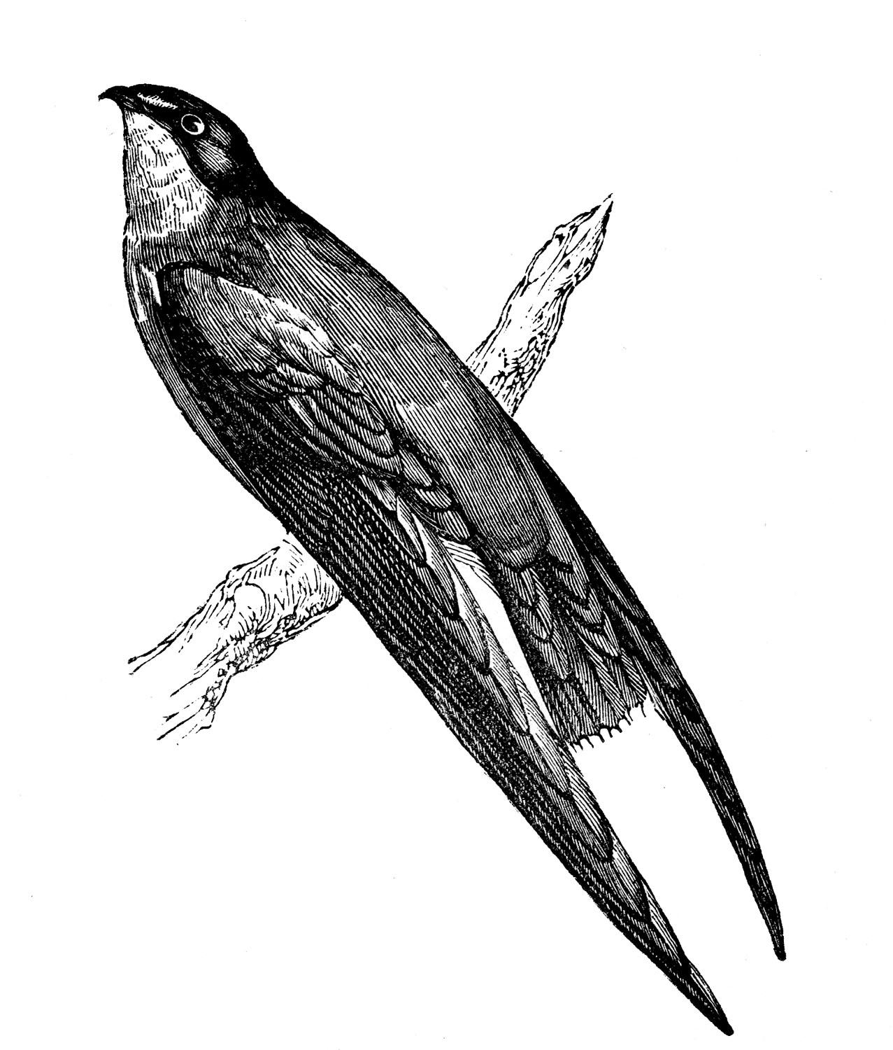 Swift Bird Drawing Pic