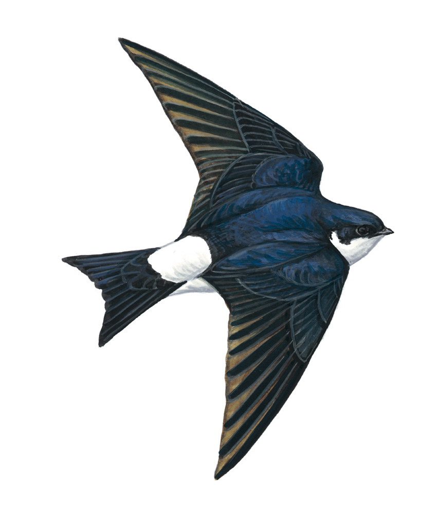 Swift Bird Drawing