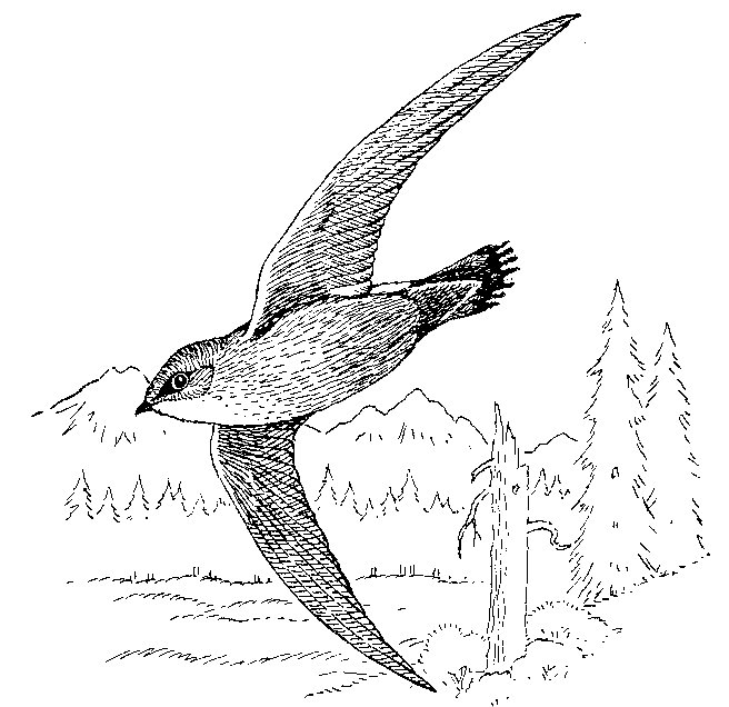 Swift Bird Image Drawing