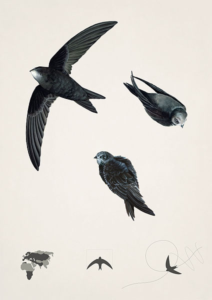 Swift Bird Photo Drawing