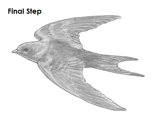 Swift Bird Realistic Drawing