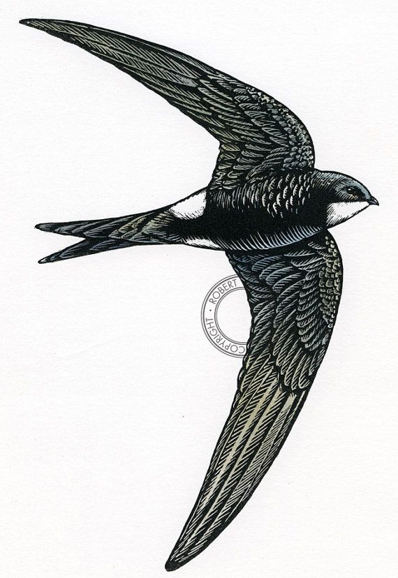 Swift Bird Sketch