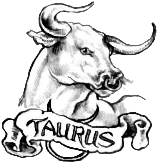 Taurus Sketch