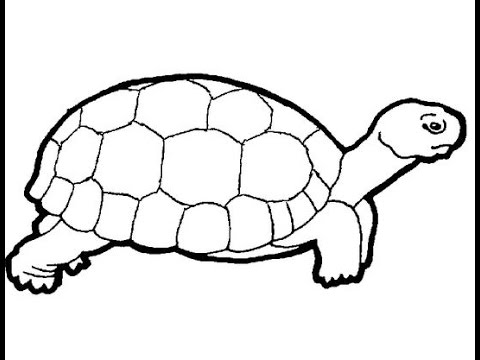 Turtle Beautiful Image Drawing