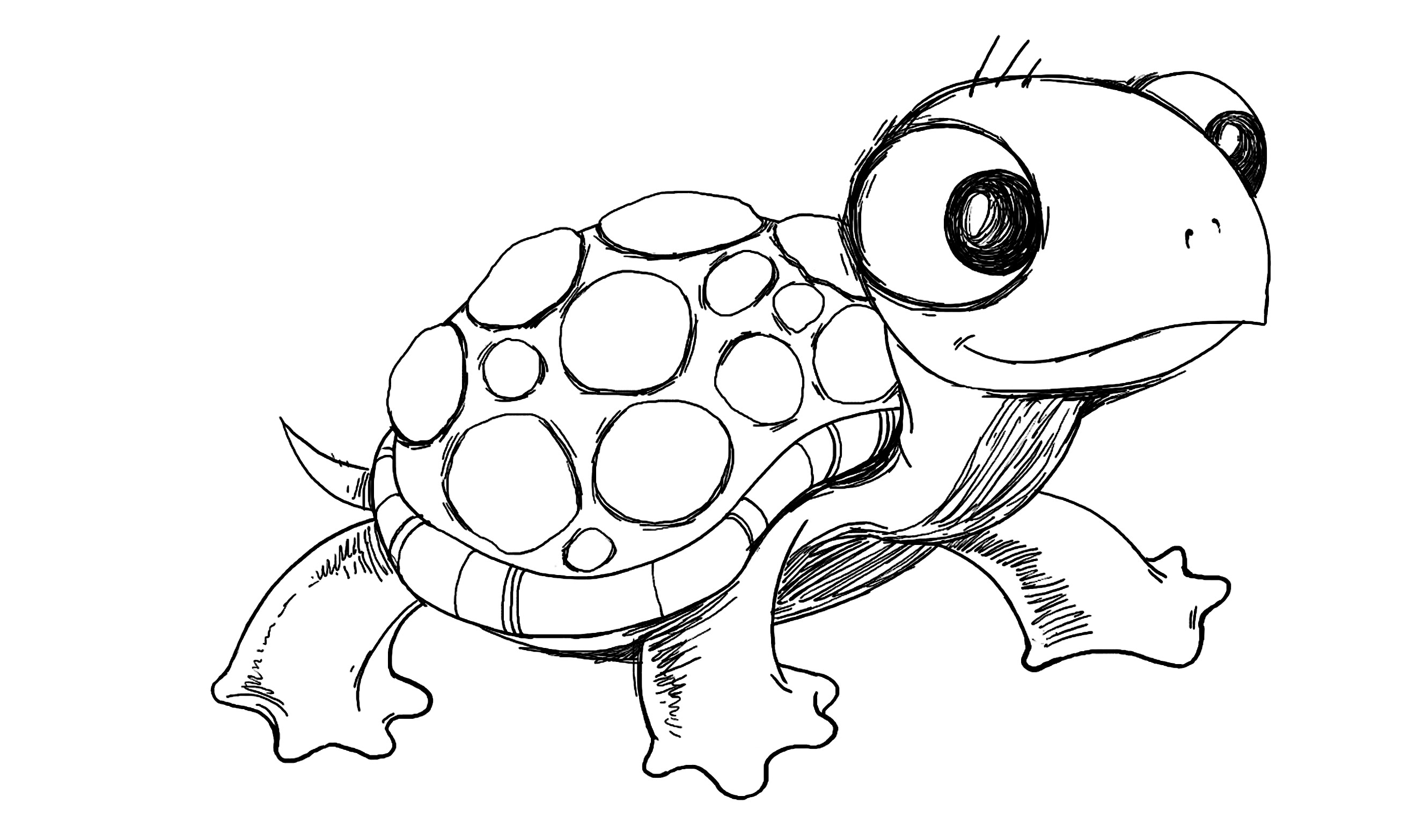 Turtle Best Drawing