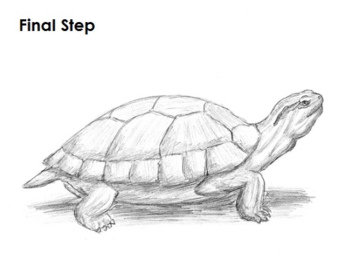 Turtle Image Drawing