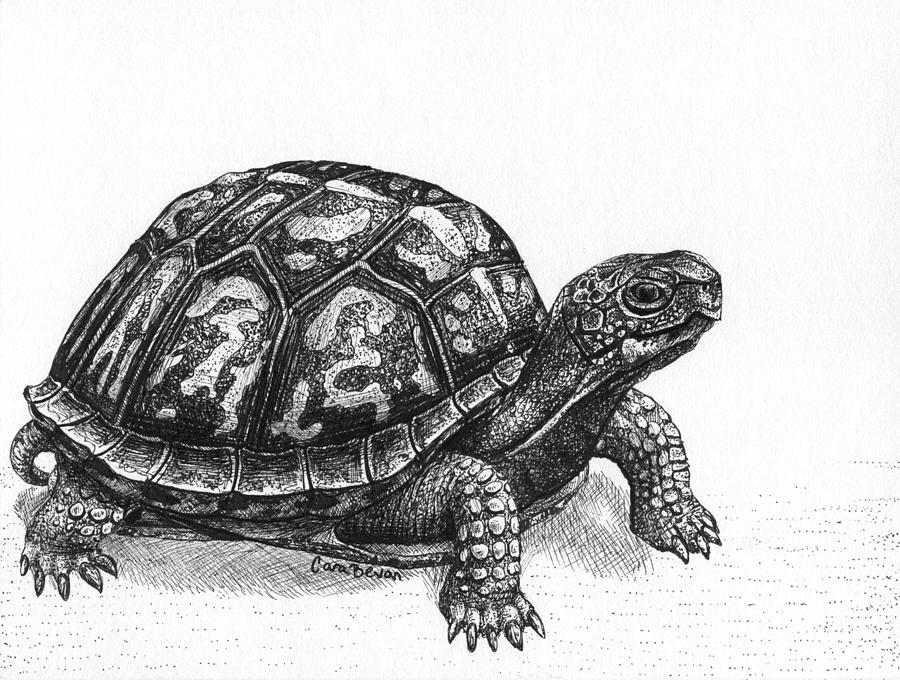Turtle Photo Drawing